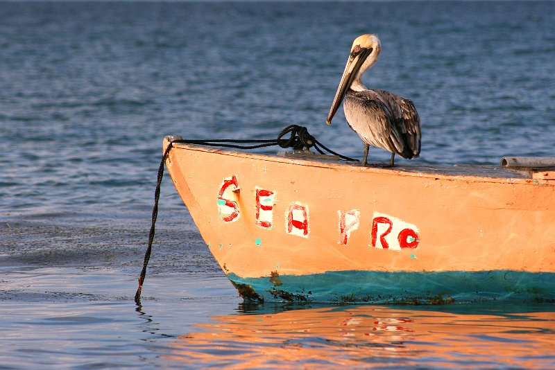 Sea Professional.jpg